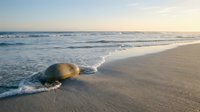 Coconut washed ashore on pristine sandy beach with gentle ocean waves at golden hour sunset creating peaceful tropical paradise scene for travel and vacation concepts.