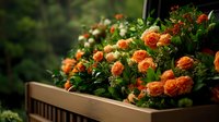 Orange roses and greenery in wooden window box planter against dark background create romantic garden atmosphere for home exterior decoration.