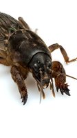 Close-up macro photography of a brown cricket or grasshopper isolated on white background, showing detailed head, antennae, and legs for educational and design purposes.