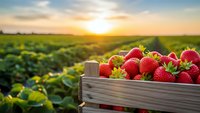 Fresh ripe strawberries in wooden crate at sunset on organic farm field. Agricultural harvest concept for healthy eating and local produce marketing.