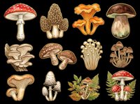 Mushroom and toadstool collection isolated on transparent background. Vintage botanical illustrations featuring various fungi species in earthy tones. Ready for clipart, t-shirt design, stickers, print-on-demand products and sublimation projects.