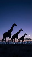 Three giraffes silhouetted against twilight sky with acacia tree and crescent moon. Wildlife family group in natural habitat for nature, safari, and animal conservation themes.