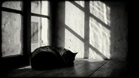 Black cat resting on wooden floor near window with sunlight casting shadows through glass panes in monochrome interior setting.