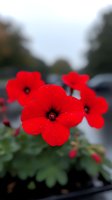 Vibrant red garden flowers with water droplets in soft focus background. Close-up of blooming petunias showing delicate petals and dark centers against blurred foliage.