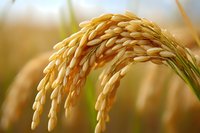 Golden rice grain head bending with weight of mature seeds, captured in warm sunlight against blurred agricultural field background.