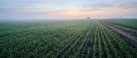 Vast agricultural field with perfectly aligned crop rows stretching to horizon at sunrise, showcasing modern farming techniques and sustainable agriculture practices for commercial use.