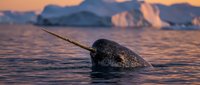 Narwhal surfacing in arctic waters at sunset with icebergs in background, showcasing wildlife and marine mammal behavior in natural habitat.