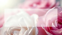 Soft pink and white roses with delicate water droplets creating romantic floral background for wedding invitations and feminine design projects.
