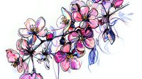 Delicate pink cherry blossoms branch with watercolor and ink technique, flowing petals and buds in spring style composition. Artistic floral illustration on white.