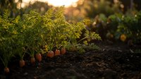 Fresh organic carrots growing in rich soil during golden hour sunset light creating warm agricultural garden scene for healthy farming concepts.
