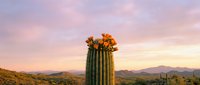 Blooming saguaro cactus with orange flowers against purple sunset sky in desert landscape with mountains in background during golden hour.