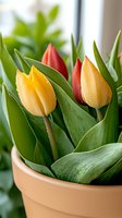 Fresh yellow and red tulips with green leaves growing in terracotta pot, close-up view showing delicate petals and natural spring garden atmosphere.
