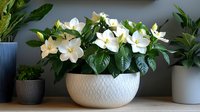 Blooming white gardenia flowers in textured ceramic bowl against gray wall, fresh green leaves create natural home decor arrangement with potted plants.