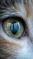 Close-up of a cat's eye with golden-green iris and vertical pupil reflecting a window, surrounded by gray and brown fur. Use for pet, animal, and nature content.