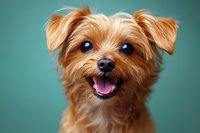 Adorable Yorkshire Terrier puppy with bright eyes and happy expression against turquoise background, showing tongue. Close-up portrait captures furry face and ears.