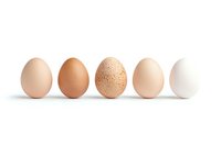 Fresh farm eggs in different natural shades from white to brown arranged in row on white background, isolated food photography for healthy eating concept.