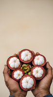 Hands holding fresh mangosteen fruits with white flesh and red skin against neutral background, showcasing tropical produce for food, nutrition, and agriculture themes.