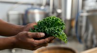 Fresh curly kale leaf held in hand at industrial food processing facility, showcasing organic produce quality control and farm-to-table food production.