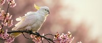 White cockatoo perched on blooming cherry blossom branch with soft pink flowers against warm blurred background for spring nature designs.