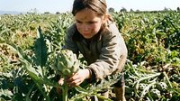 Young woman farmer harvesting fresh artichokes in organic vegetable field during sunny day. Agricultural worker picking green produce for sustainable farming.