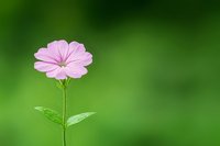 Single pink wildflower with delicate petals against blurred green natural background, fresh dewdrops on leaves creating soft dreamy garden atmosphere.
