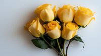 Fresh yellow roses bouquet with green leaves on white background, elegant floral arrangement casting soft shadow, romantic gift concept for celebrations.