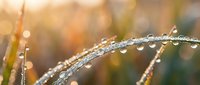Morning dew drops on grass blades with golden sunlight creating bokeh background for nature and freshness concepts.