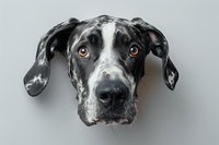 Close up portrait of black and white Great Dane dog with expressive amber eyes and floppy ears against gray background, showing emotional connection and pet personality.