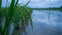 Green rice plant with water droplets growing in flooded paddy field during cultivation season for agricultural harvest and food production.