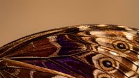 Macro close-up of insect wing showing intricate vein patterns, scales, and natural brown coloring with iridescent purple markings. Suitable for nature, biology, and educational content.