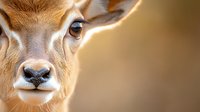 Close-up portrait of young antelope with soft brown fur and large expressive eyes against blurred natural background, perfect for wildlife publications.