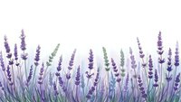Watercolor lavender field border with purple flowers and green stems on white background for aromatherapy and botanical design projects.