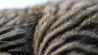 Close-up macro shot of tabby cat fur showing detailed texture and natural striped pattern with soft focus background for pet care concepts.