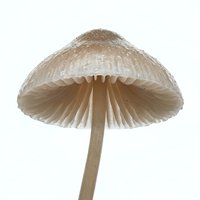 Delicate mushroom with pale tan cap and thin stem isolated on white background, suitable for botanical illustrations, educational materials, and design projects.