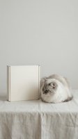Fluffy gray cat sitting beside a blank white cardboard box on a linen surface, minimal neutral background, mockup for branding and packaging design.