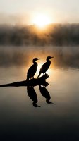 Two cormorants perched on a log at sunrise, silhouetted against golden light reflecting on misty water. Wildlife and nature photography.
