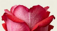 Fresh red rose petals with morning dew drops creating romantic floral background for valentines day cards wedding invitations and love themed designs.