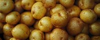 Fresh young potatoes with water drops and soil particles, natural organic produce in macro view showing detailed texture and golden skin surface.