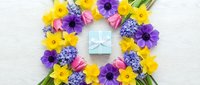 Colorful spring flower wreath with yellow daffodils, purple blooms and pink tulips surrounding turquoise gift box on white wooden background for celebrations.