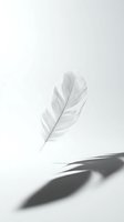 Single white feather floating above surface with soft shadow on clean white background for minimalist design projects.