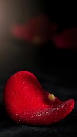 Red rose petal with water droplets on dark background creating romantic atmosphere for Valentine's Day and love concepts.