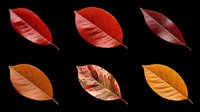 Six autumn leaves in red, orange, and burgundy tones, isolated on transparent background. Ready for seasonal clipart, stickers, t-shirt design, sublimation, and print on demand.