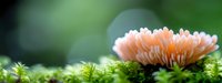Delicate coral-colored mushroom growing on green moss with soft bokeh background, macro nature photography showing fine details and textures in forest environment.