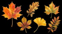 Autumn leaves clipart set with maple, oak, ginkgo, chestnut, and rowan on transparent background, ready for t-shirt design, stickers, and print on demand.