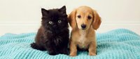 Black cat and golden retriever puppy sitting together on turquoise knitted blanket, showcasing pet friendship and companionship for animal lovers and pet care content.