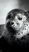 Close-up portrait of a spotted seal with distinctive whiskers and dark eyes gazing directly at camera in monochrome wildlife photography.