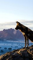 Spotted hyena standing on rocky outcrop overlooking African savanna landscape at golden hour sunset with mountain backdrop for wildlife photography.