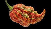 Scorpion pepper isolated on transparent background, ready for culinary design, recipe graphics, food packaging, cooking blogs, restaurant menus, and print-on-demand products.