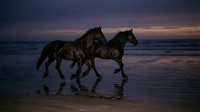 Two horses galloping along wet beach sand at twilight with dramatic purple sky and ocean waves creating romantic equestrian scene for nature photography.