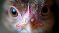 Close-up of an ostrich head with striking blue and golden eyes, pink facial skin, and detailed feather texture. Suitable for wildlife, nature, and animal education materials.